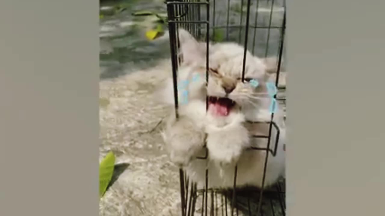 Cat comedy video 😂😂😂