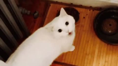 Cute Cat Gif