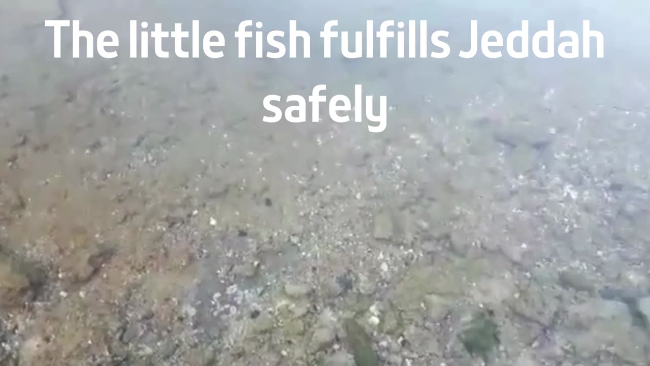 The little fish fulfills Jeddah safely