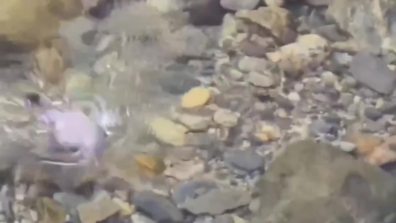 Have You Ever Seen An American Dipper Flying Underwater #shorts #shortsvideo #video #viral