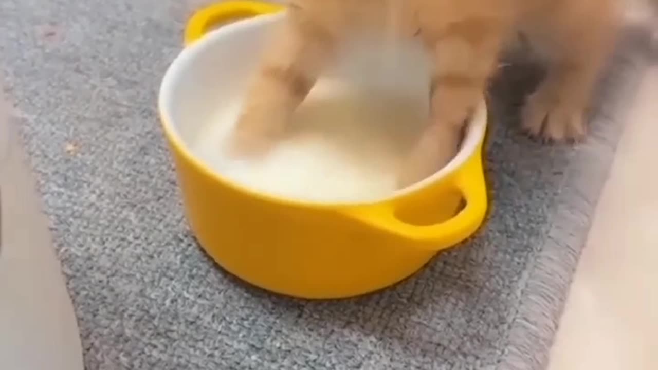 Fun of cats 😝
