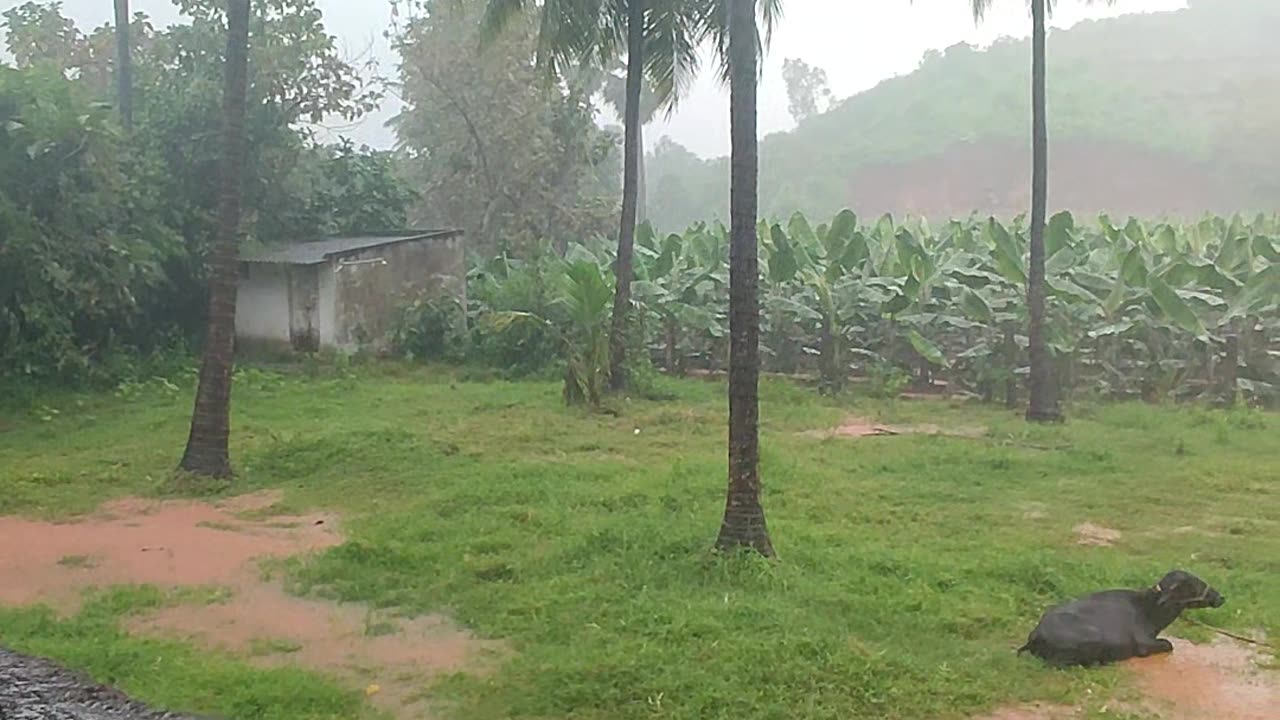 Rainy season