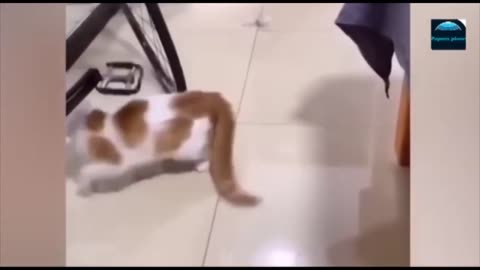 Funny Cats and Dogs