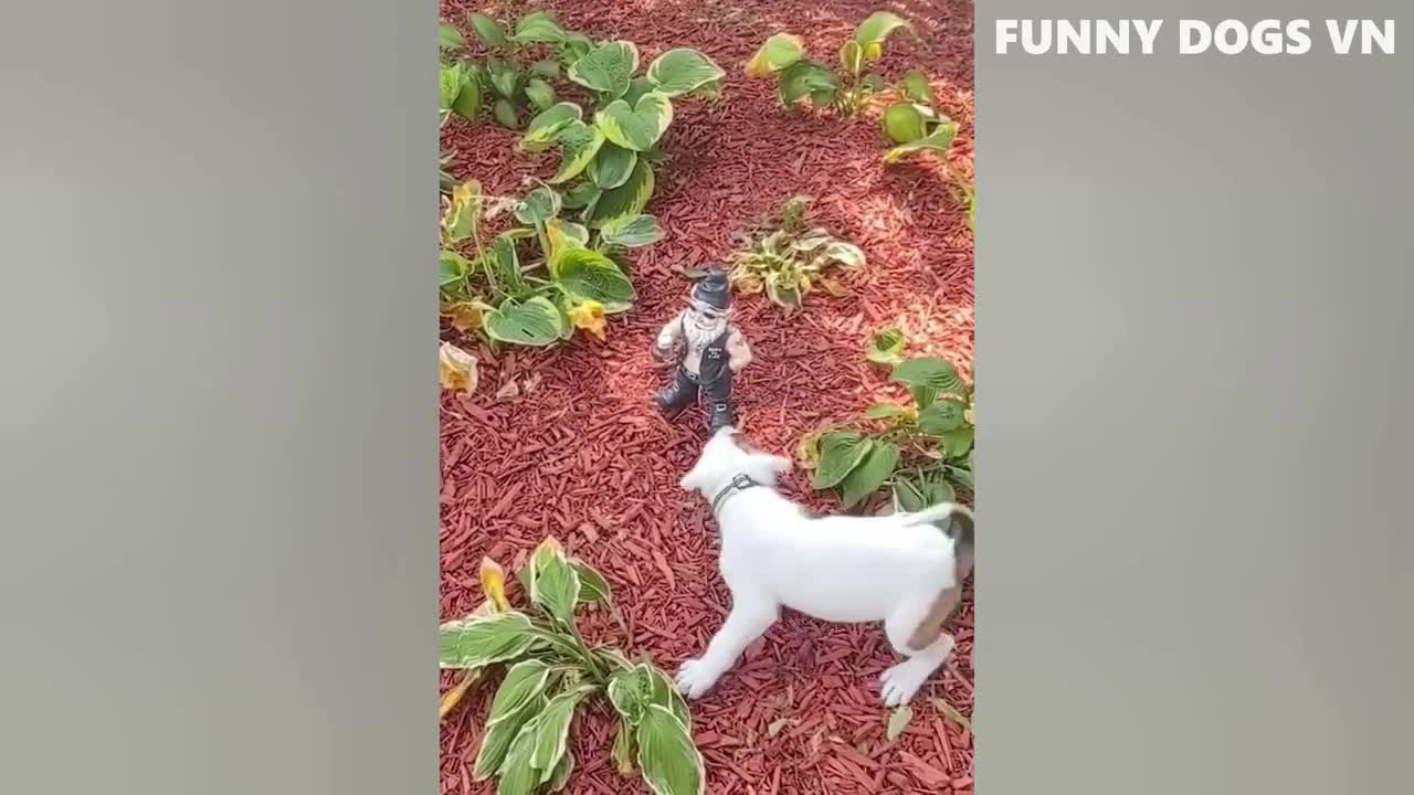 Funniest Animals Video - Funny Dogs And Cats