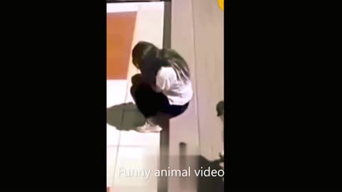 Funny animal video