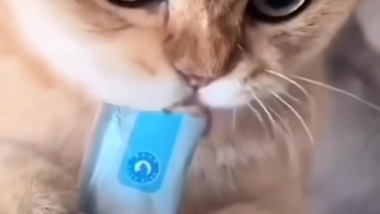 Funny cats video