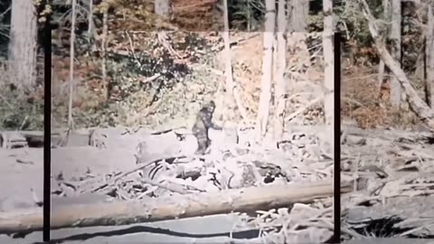 AI and computer vision to stabilize viral footage of the Patterson-Gimlin Bigfoot Film from 1967