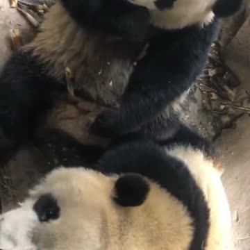 Eat broadcast ｜ everyone should have a good dinner ~