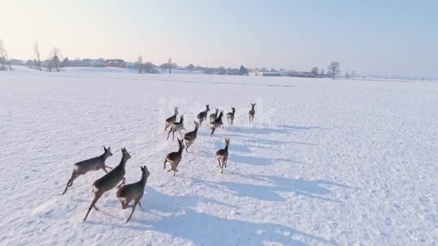 Roe deer running in snow covered rural field. Tracking Shot,Real Time.