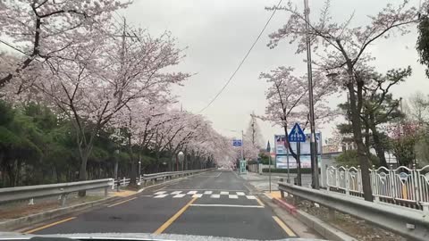 Cherry blossom road drive in Korea(slow version)