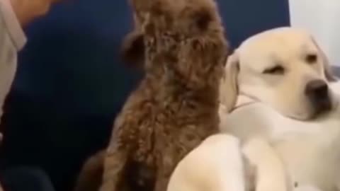 🐶🐶 How to make a dog sleep instantly 🐶🐶