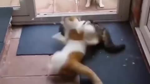 Two cats are fighting 😂