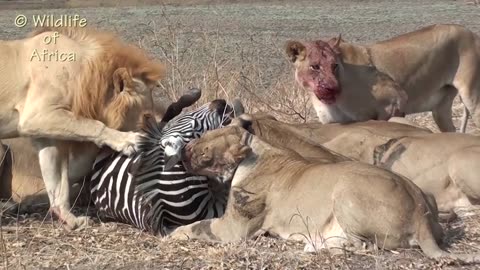 Lions eating zebra alive