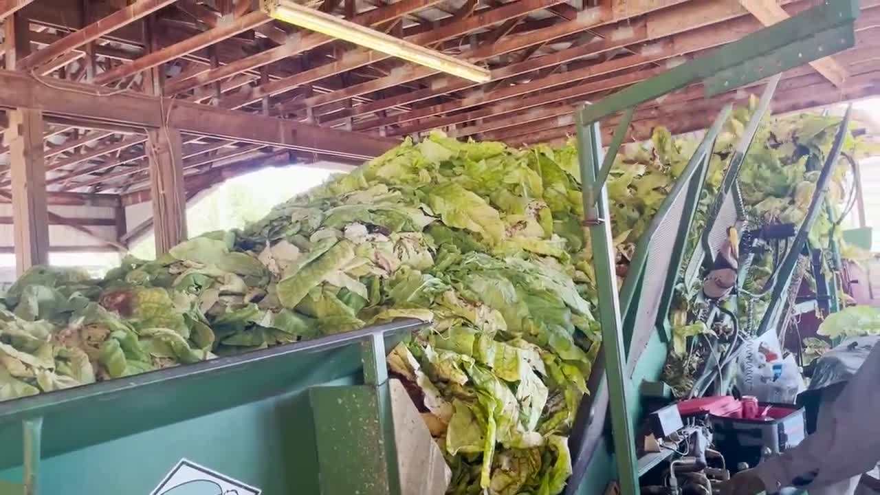 It's harvest season for Tobacco, Cotton and Peanuts in Northampton and Halifax Counties!