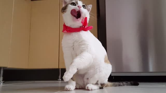 The funny cat combs her hair by herself