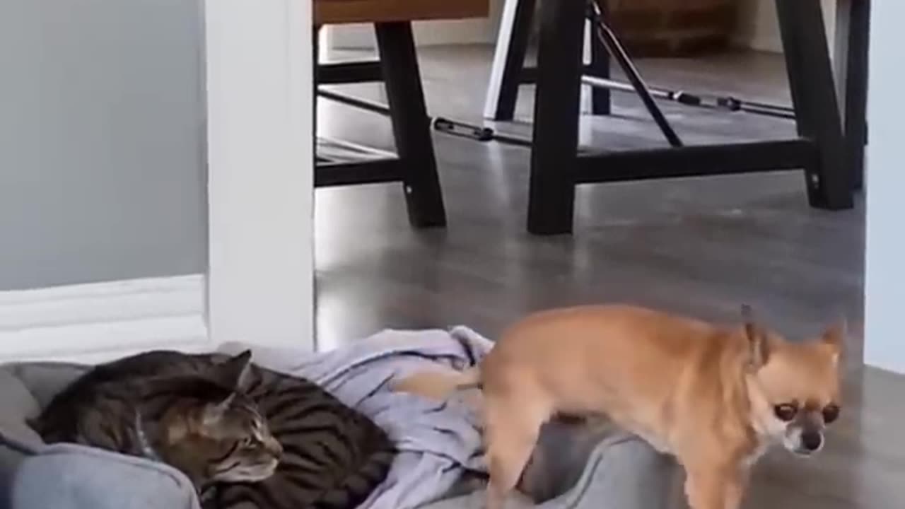 New Funny Videos 2023 😍 Cutest Cats and Dogs 🐱🐶