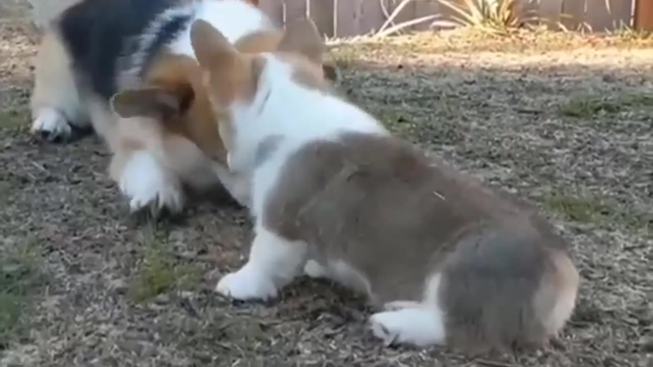 Corgi Dogs - Funny and Cute Corgi Videos #FunniestPets