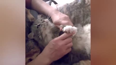 funny cats are here for entertaining us enjoy the video