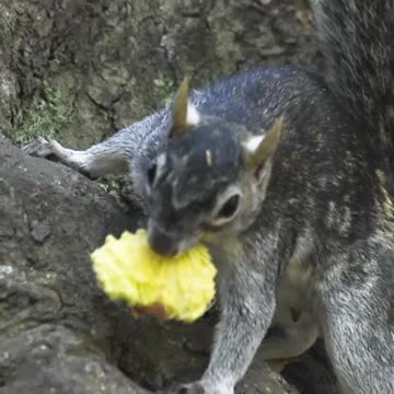 😍CUTE SQUIRREL🐿TRYING TO HIDE FOOD😍