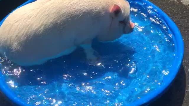 Pool life is the best life!