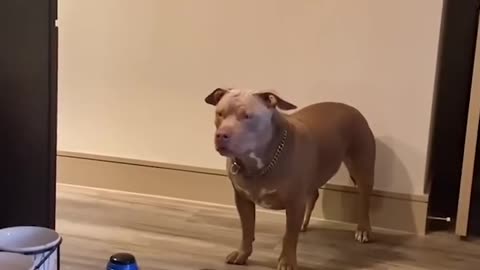 Cute Dog Asks For Seconds On Dinner