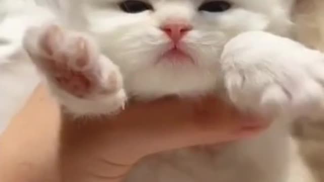 #cat#catlover#kucing#neko#fyp#viral#short#lucu#youtubeshorts#kucingimut#catsoftiktok