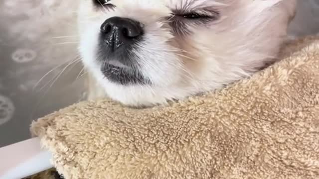 Dog pomelo is cute
