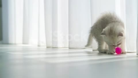 little Cat enjoy with a Ball 🏀🏀