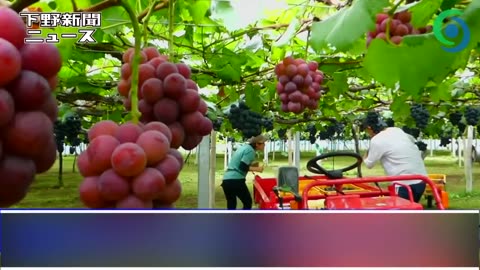 Amazing Grape Farming