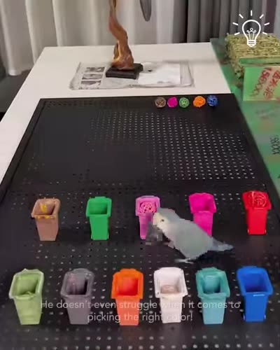 Just a clever parrot matching the box with colors🦜