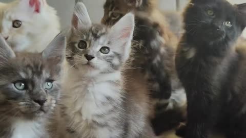 Maine Coon Kittens! 😍