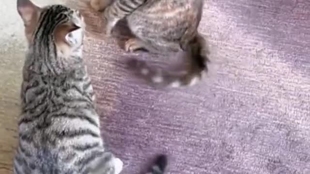 Haha,Funny battle😂