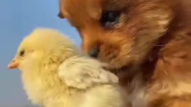 AWW SO CUTE, Cutest baby animals Videos