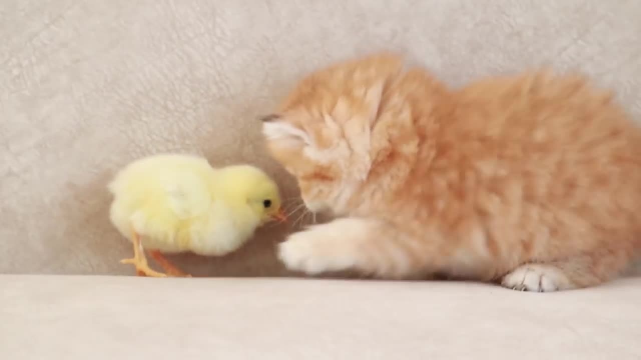 Fluffy orange meets with the yolk 🐥