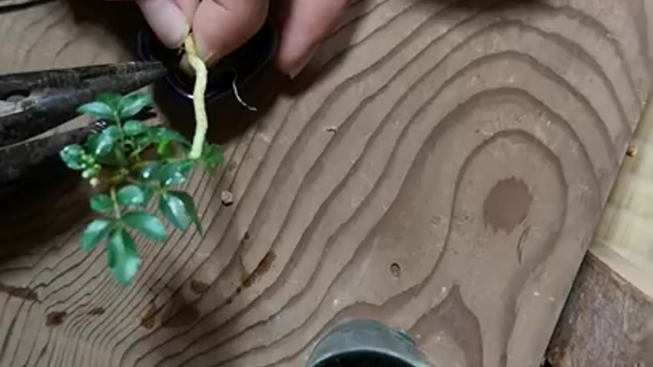 Bonsai Art #16