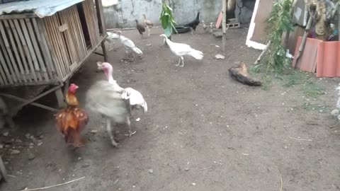 Turkey attack aseel rooster/part 1