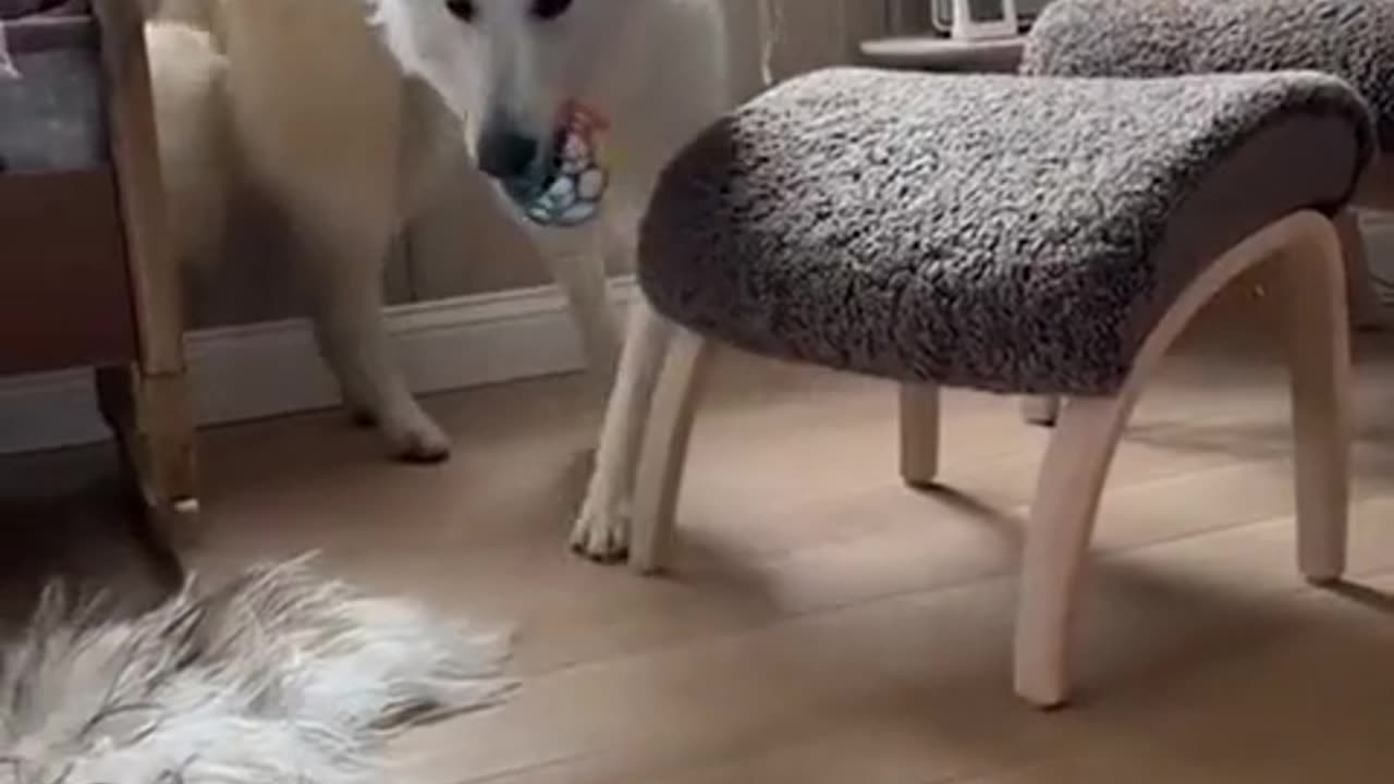 very funny dog