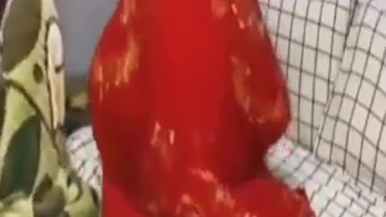 Funny Cat 😺 videos