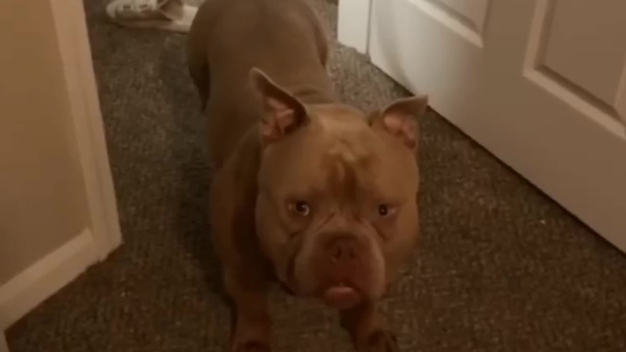 Funny animals - Funny cats / dogs - Funny animal videos 1