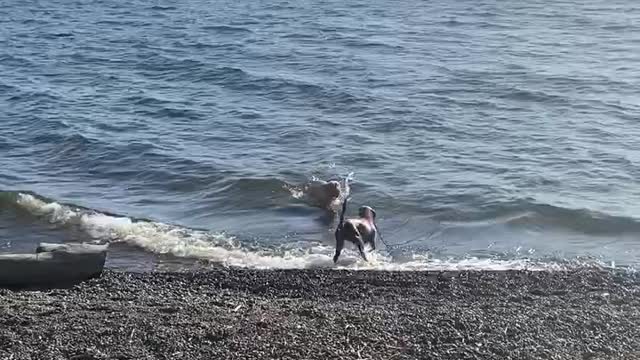 Dogs love to swim in the lake!