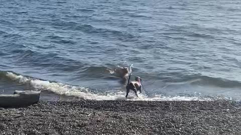 Dogs love to swim in the lake!