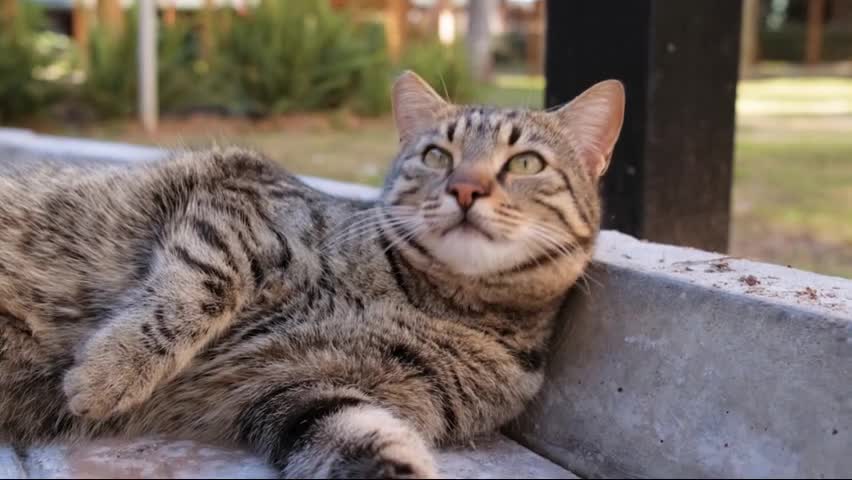 Cat breed documentary /savannah cat, cat breed type, kitten, cat videos