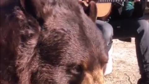 Oh to be a bear listening to some live guitar on a sunny afternoon 😌