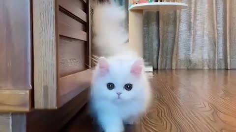 Baby cat 😺