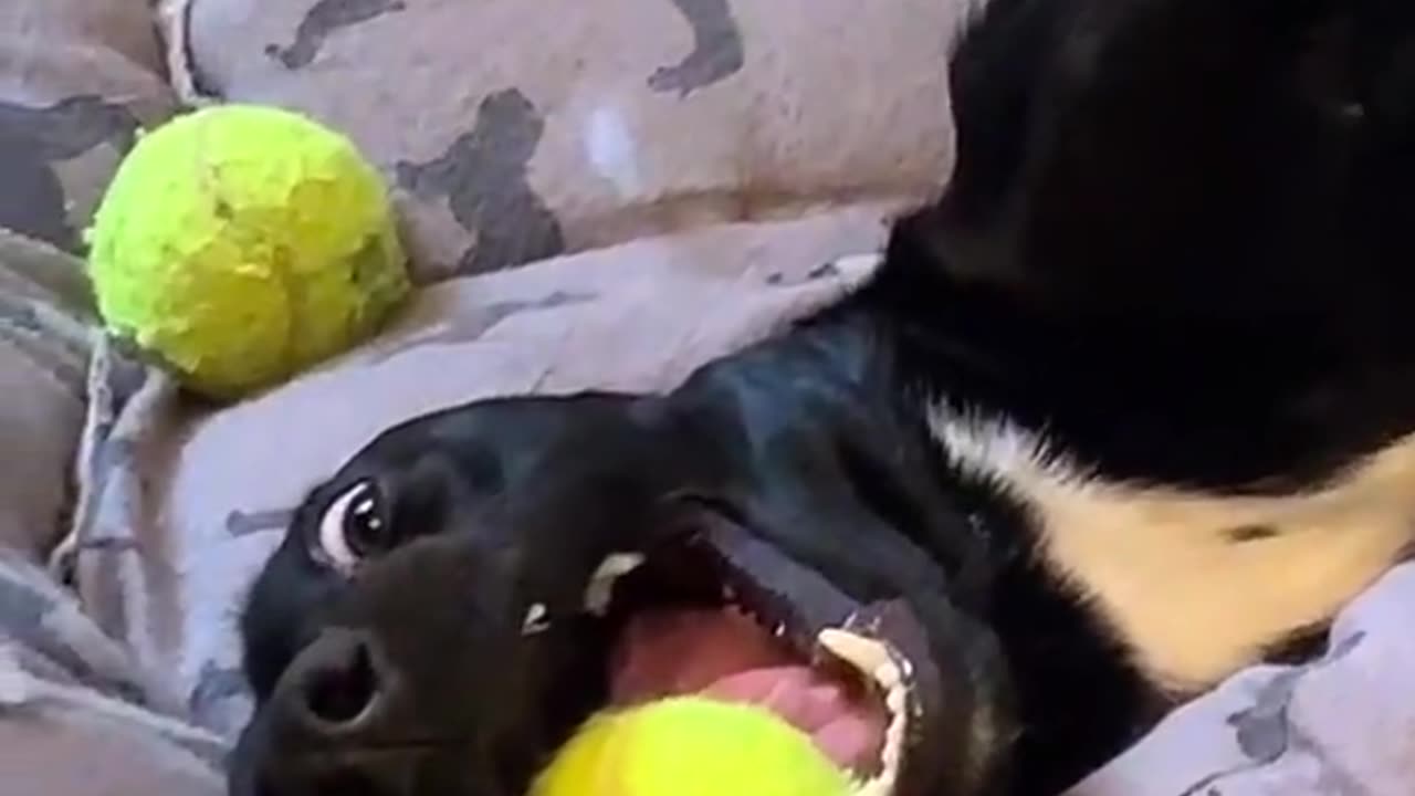 Doggone Funny: Side-Splitting Video Compilation of Dogs in Action