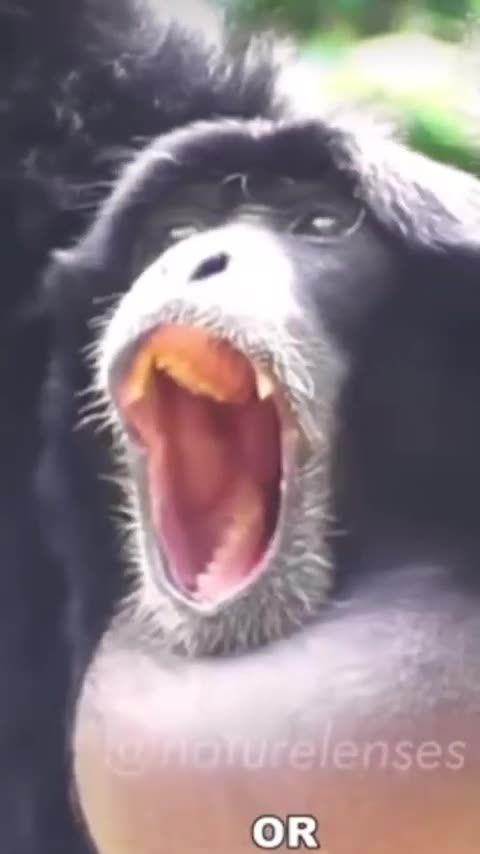 "Bro....you look like one of those monkeys with an inflatable neck"