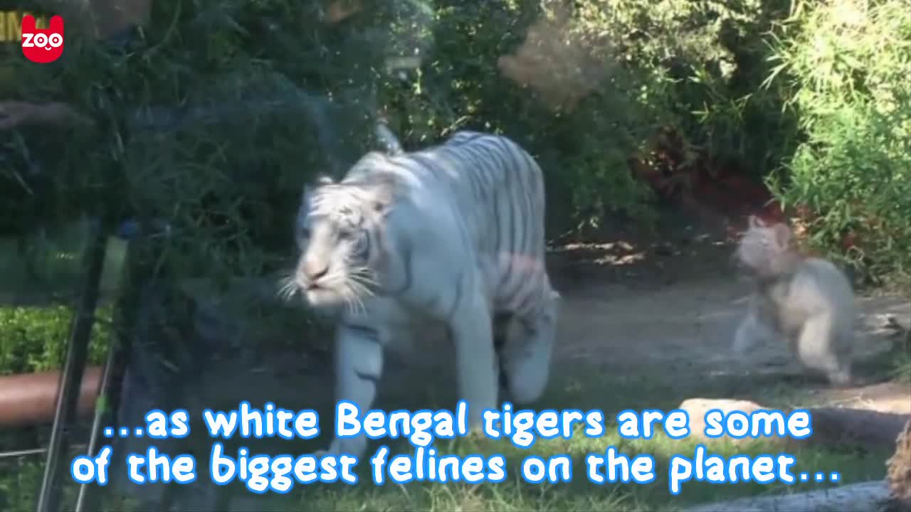 Rare White Tiger Triplets