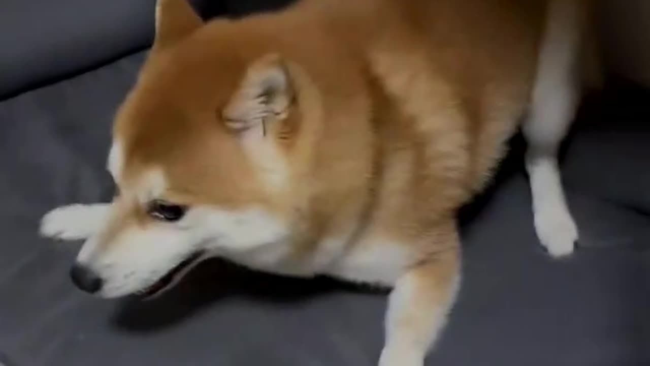 Keep a Shiba dog, a dancing Shiba dog