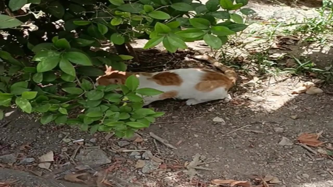 A cute and beautiful cat is resting