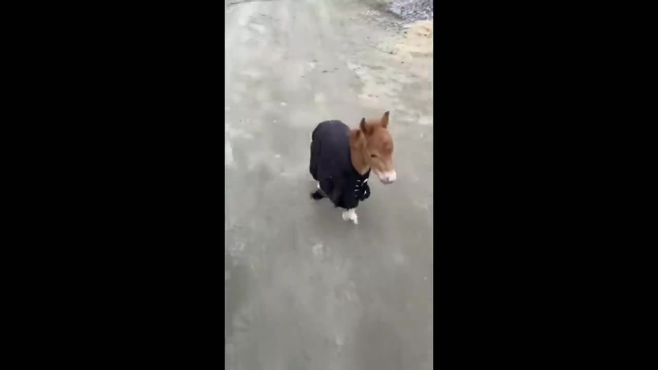 Funny and Cute Horse Videos That Will Change Your Mood For Good